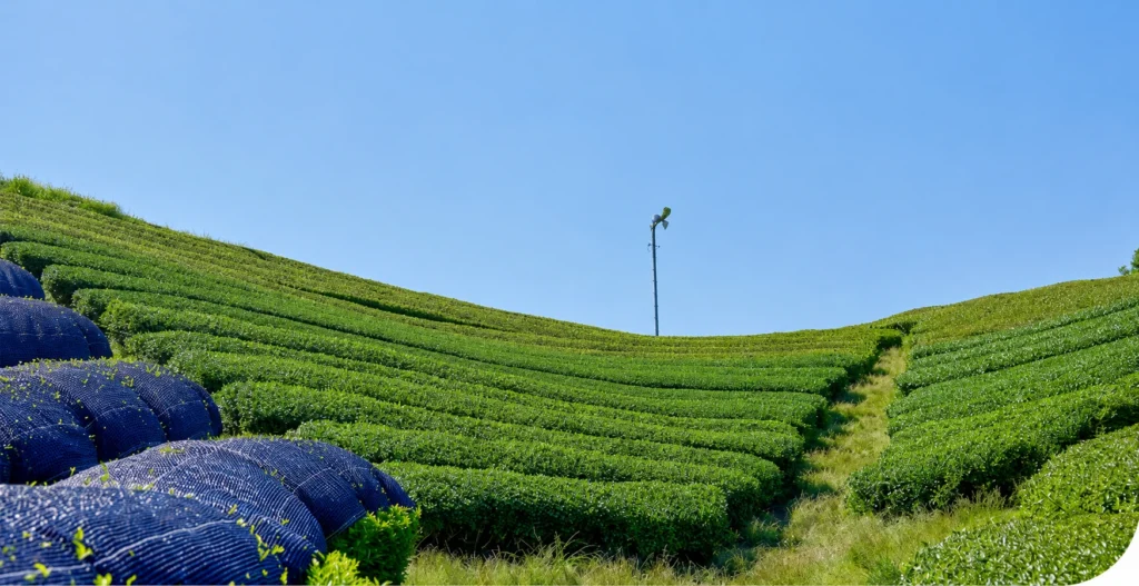 Rolling Japanese tea fields under a clear blue sky, with sections of tea plants covered by dark shade material before harvest.