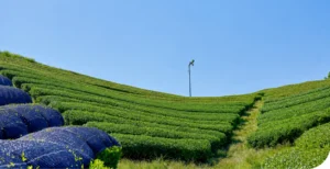 Rolling Japanese tea fields under a clear blue sky, with sections of tea plants covered by dark shade material before harvest.