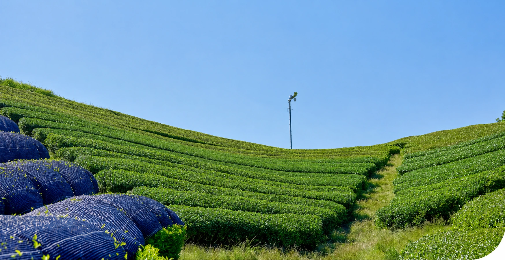 Rolling Japanese tea fields under a clear blue sky, with sections of tea plants covered by dark shade material before harvest.
