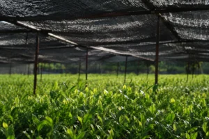 Japanese tea plants growing beneath black shade cloth before harvest, with vivid green young leaves in the foreground and filtered morning light above.