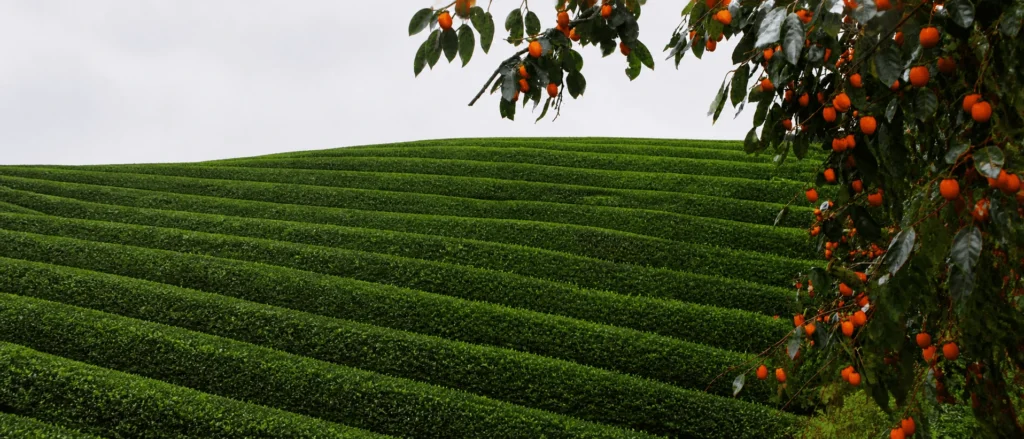 Japanese tea fields in Uji Kyoto used for organic matcha production