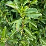 Close-up of young green tea leaves growing on a tea plant, showing fresh new shoots before harvest.